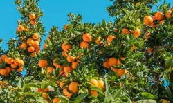 Featured image of post 「commission」After Many a Summer